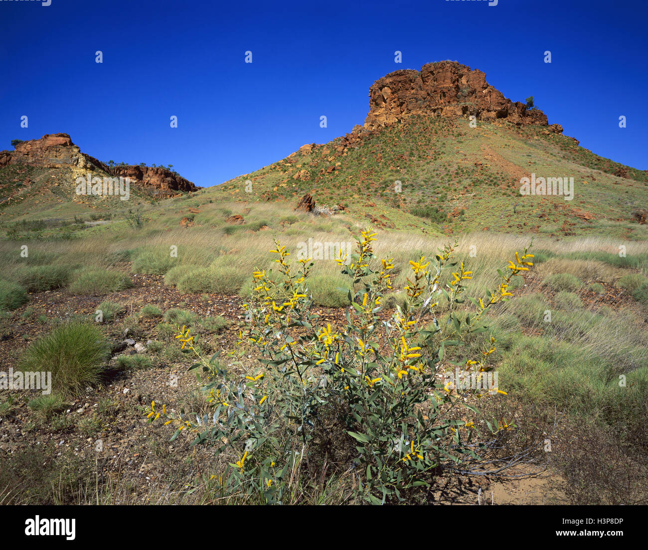 Witchetty Busch (Acacia Kempeana). Stockfoto