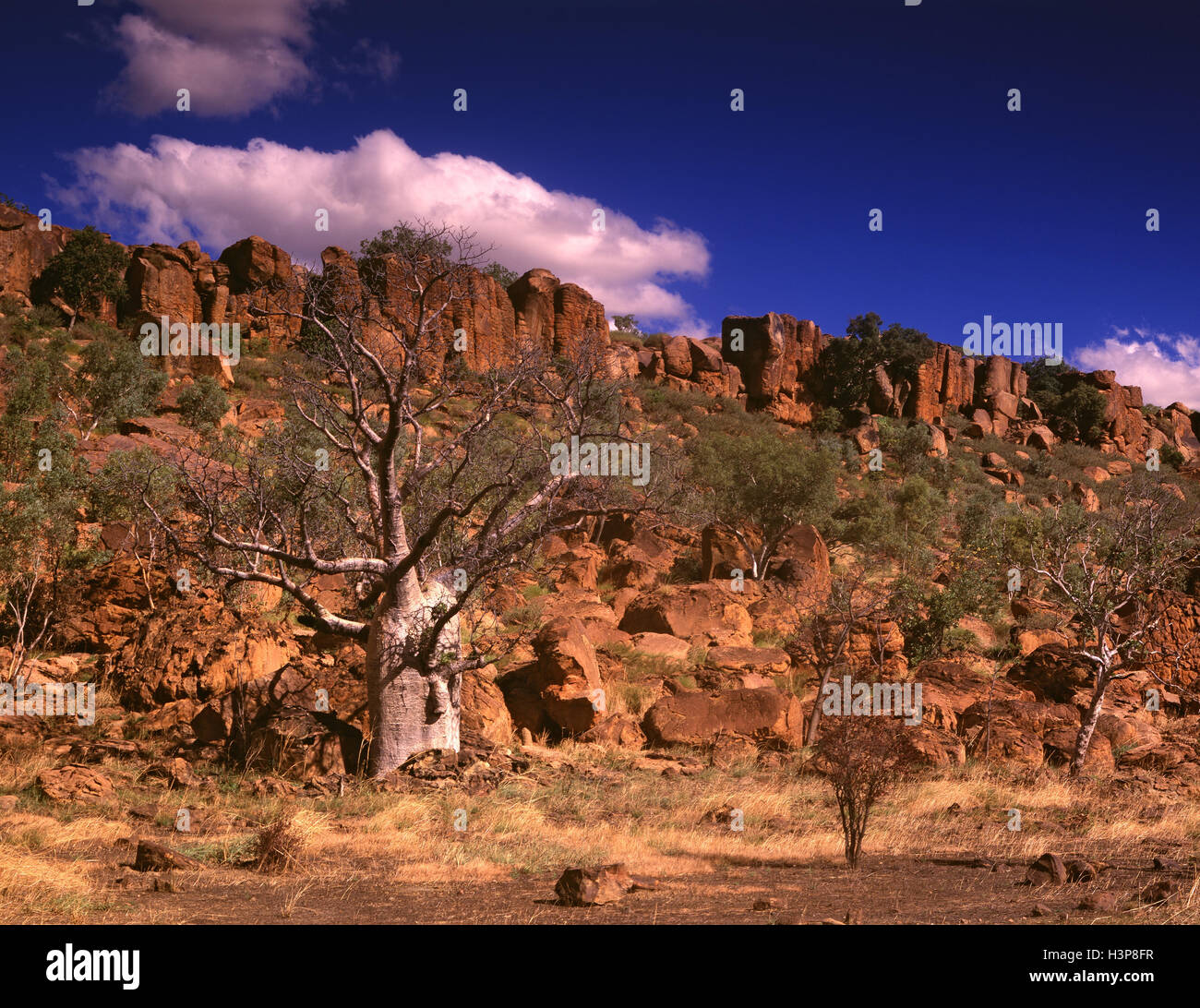 Boab (Affenbrotbäume Gregorii) Stockfoto