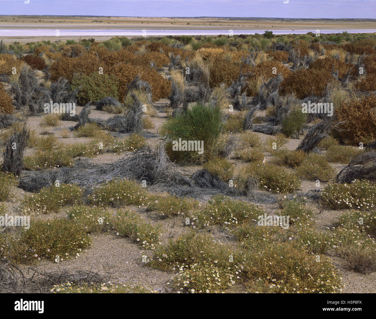 Salztoleranten Pflanzen von Lake Eyre. Stockfoto