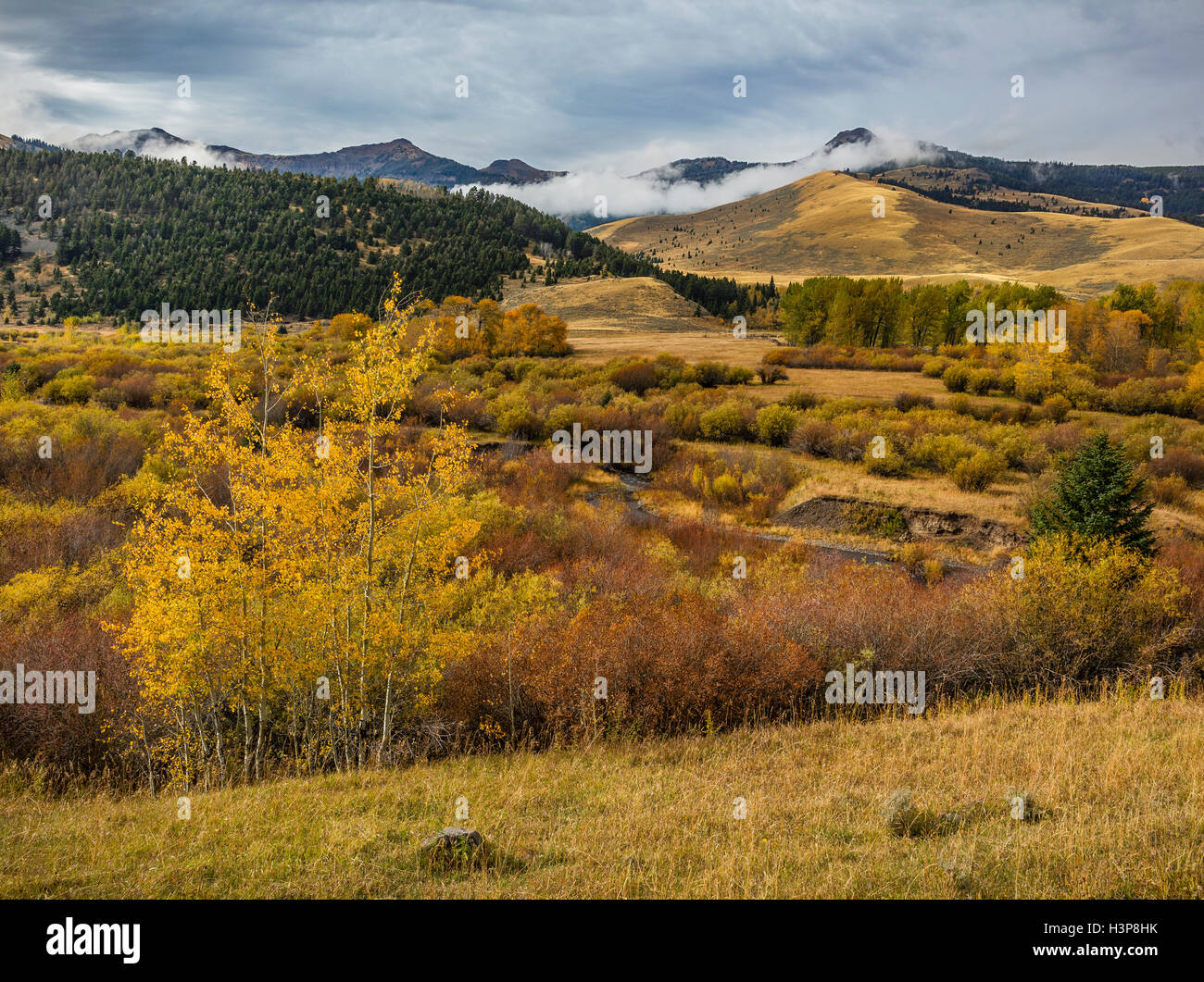 Gallatin National Forest, MT: Herbstfarben in der Nähe von Tom Bergmann Creek und die Gallatin Range in der Ferne. Stockfoto