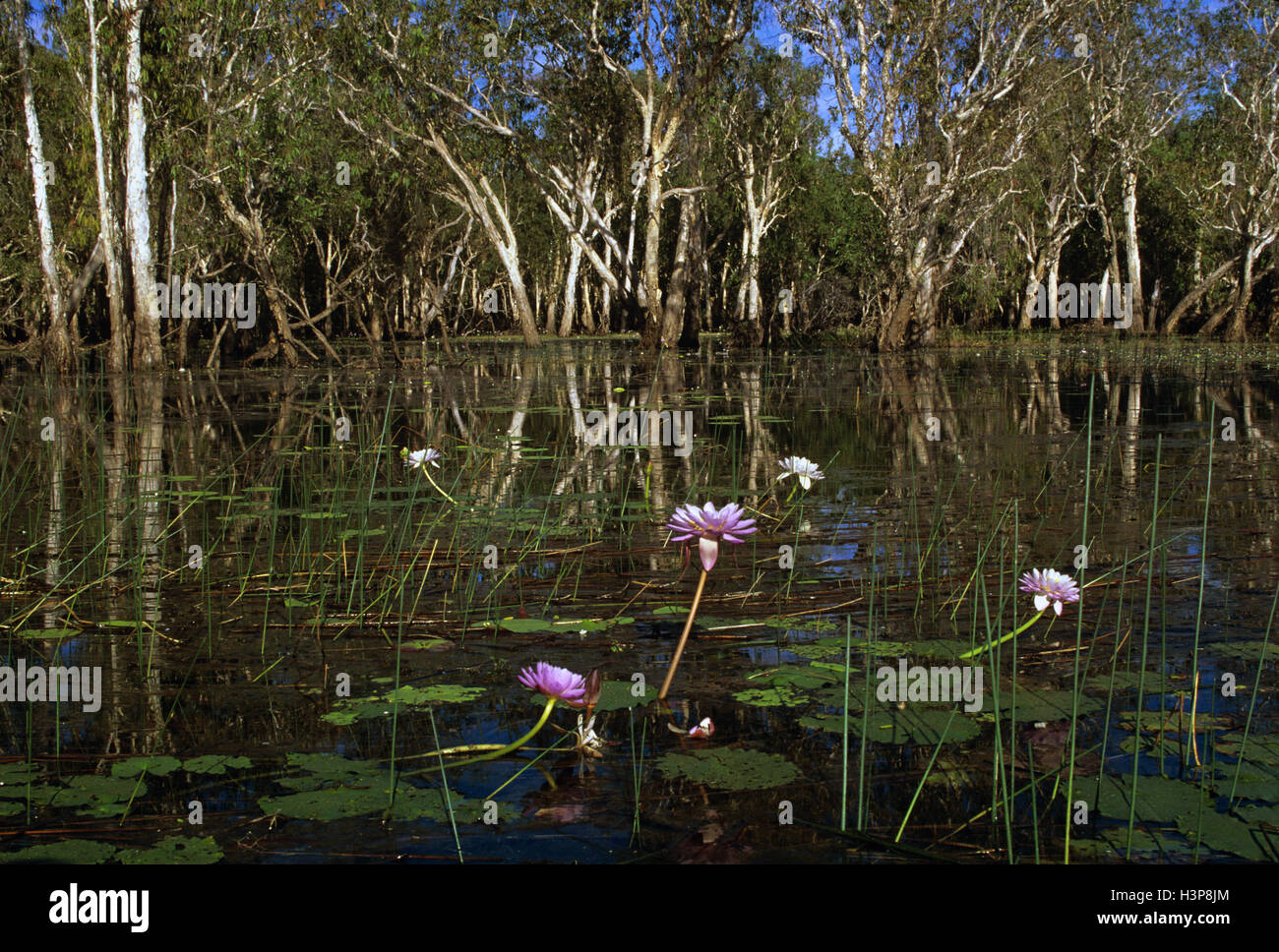 Blaue Seerose (Nymphaea Violacea und Melaleuca sp.) Stockfoto