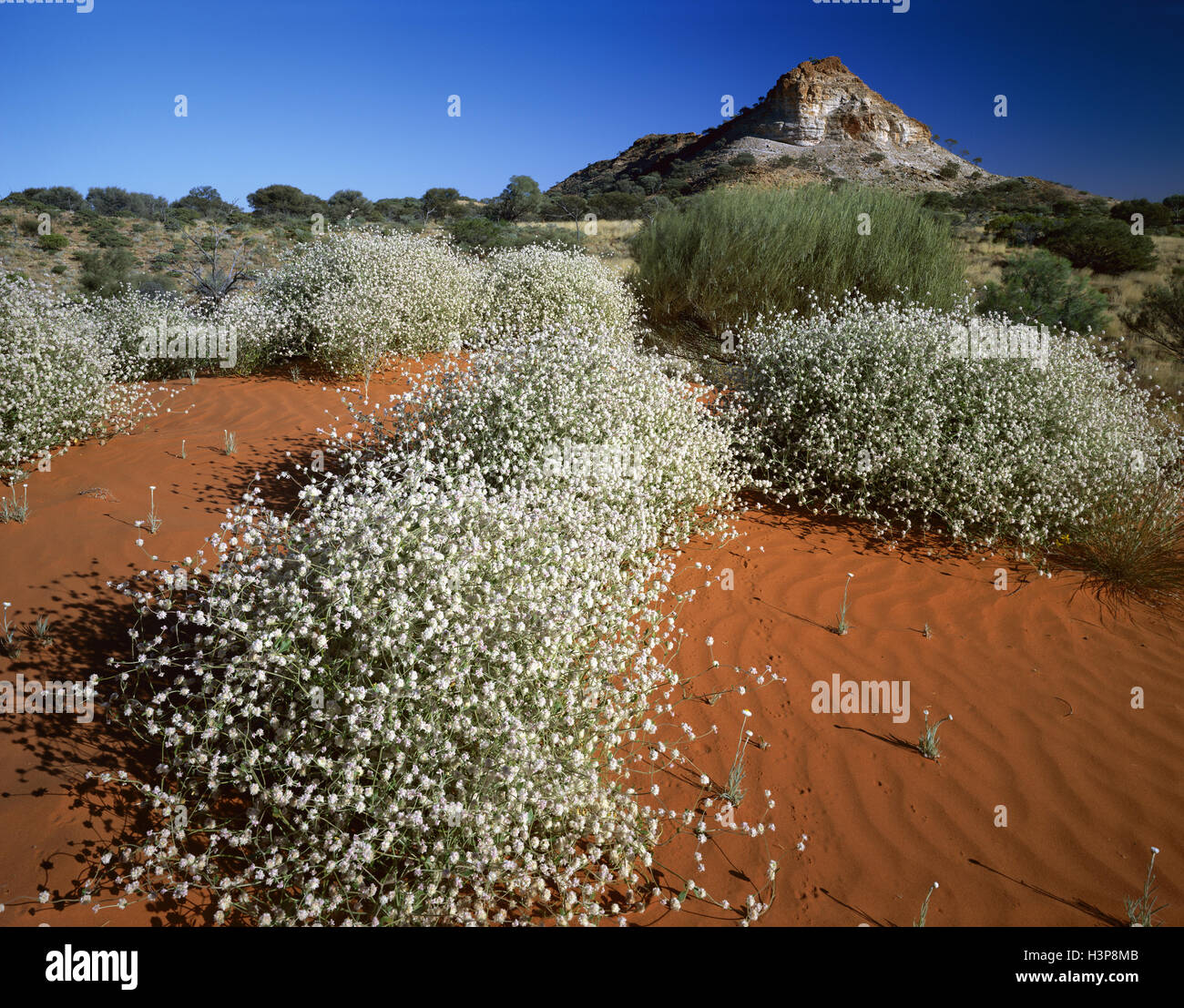 Silber Mulla Mulla (Ptilotus Obovatus) Stockfoto