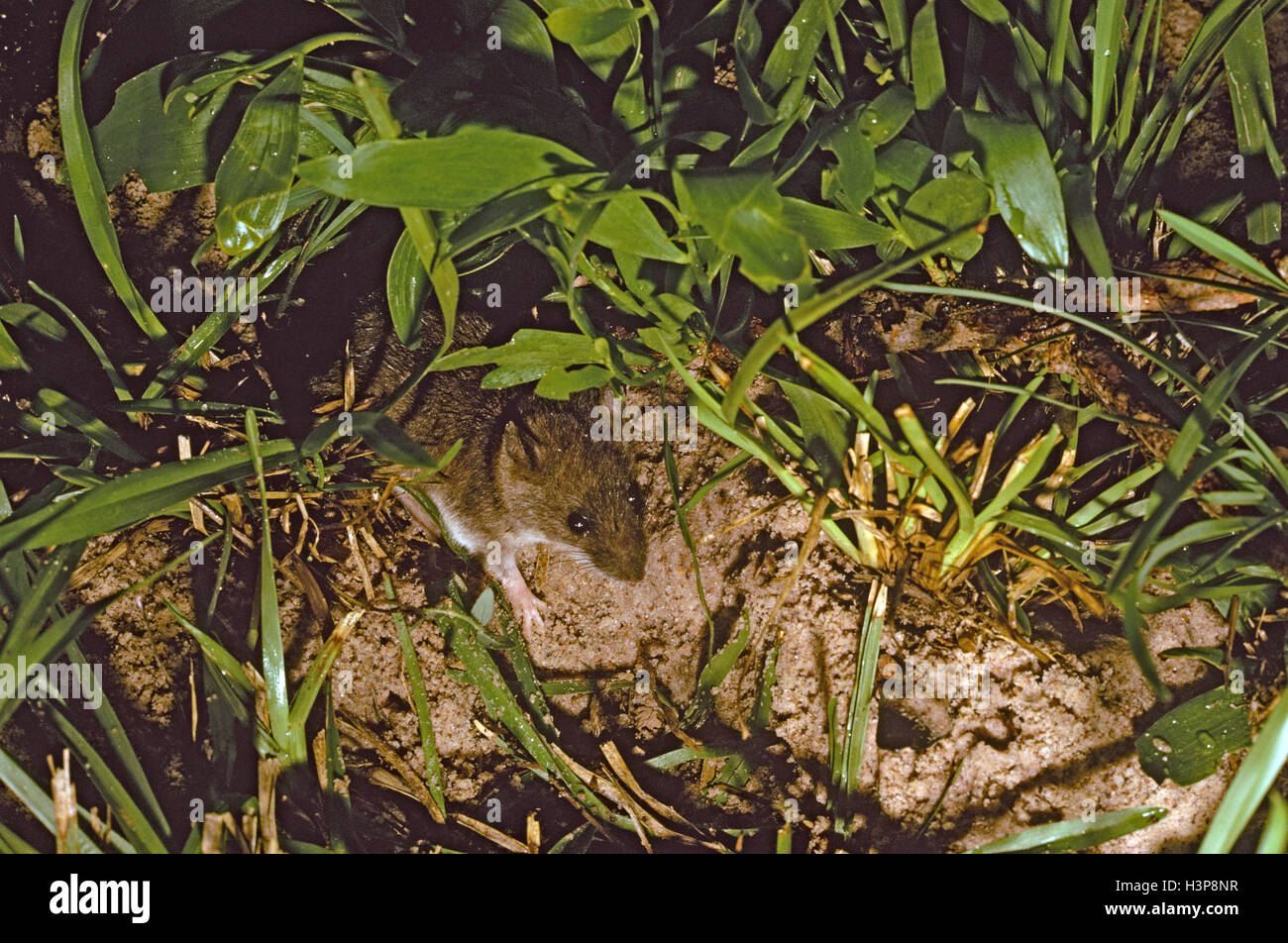 Falsche Wasser-Ratte (Xeromys Myoides) Stockfoto