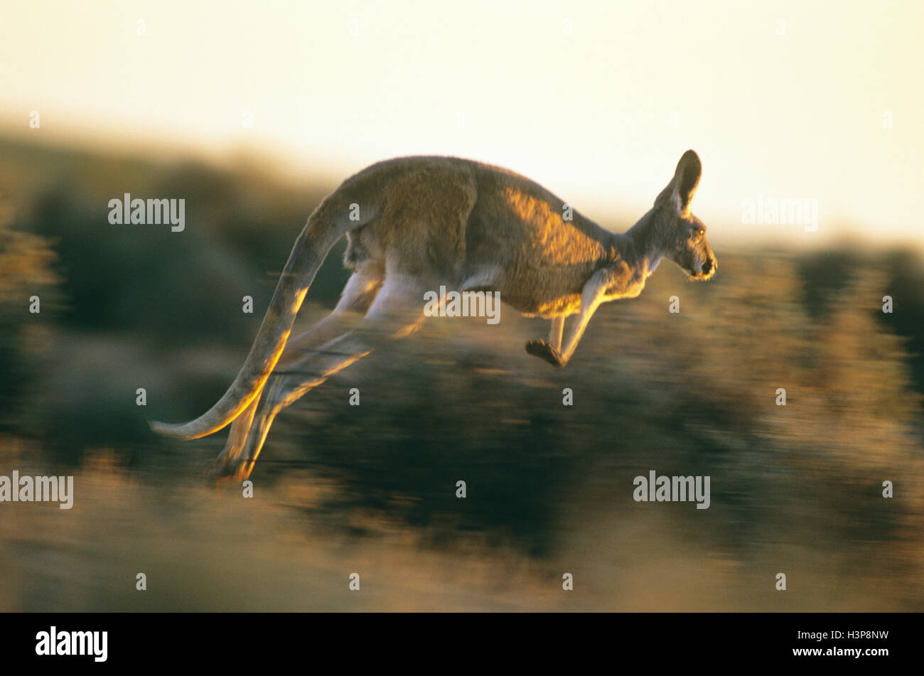 Rote Känguru (Macropus rufus) Stockfoto