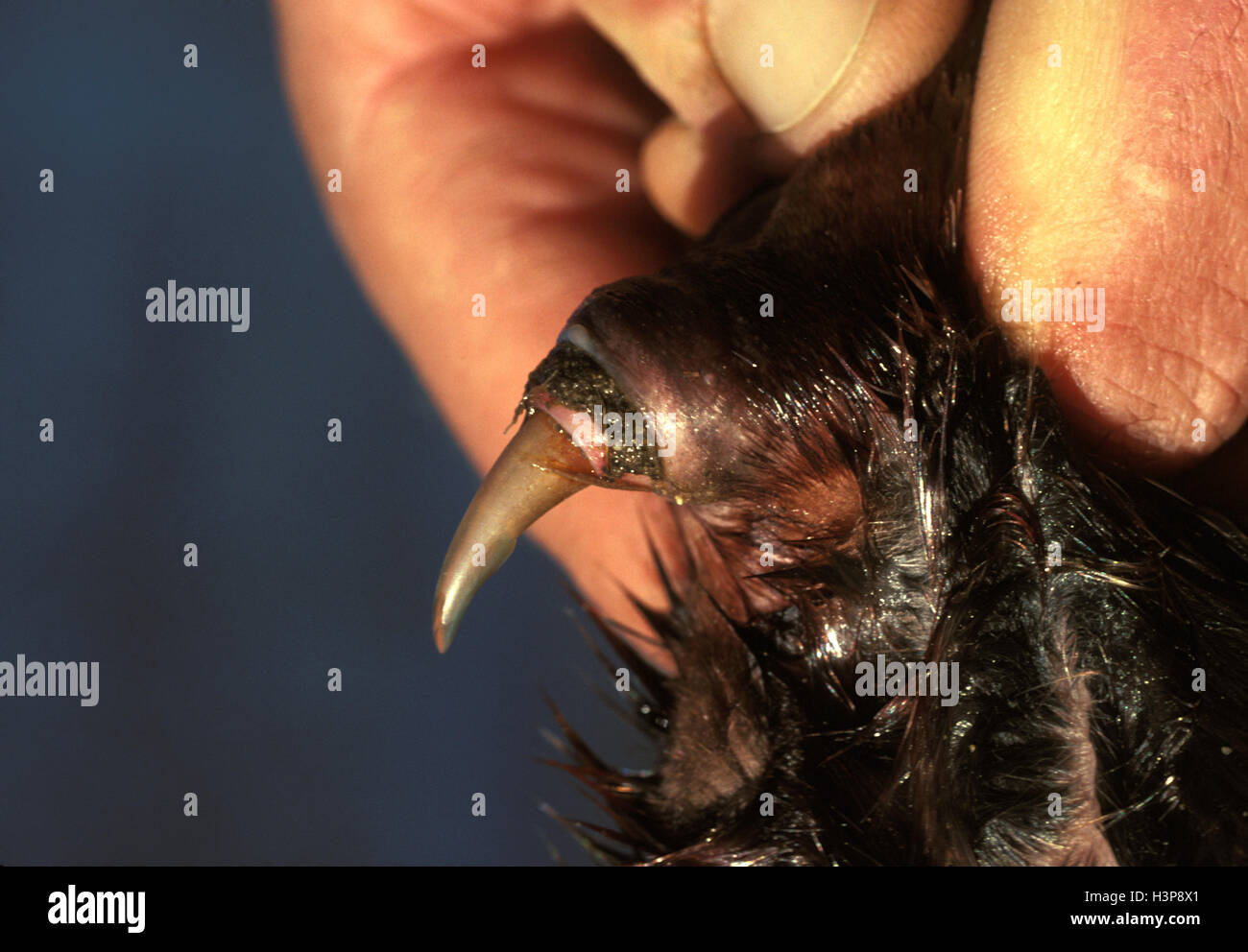 Platypus (Ornithorhynchus anatinus), Detail eines Sporns, verbunden mit einer Venendrüse im Oberschenkel. Stockfoto