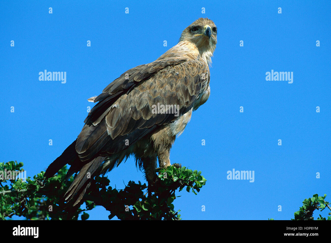 Whistling Kite (Haliastur Sphenurus) Stockfoto