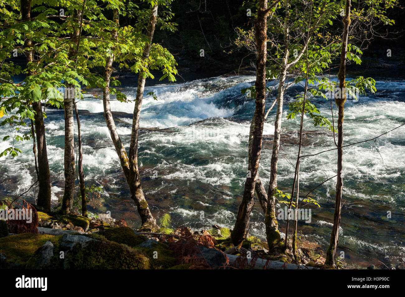 Stamp River (kurze Belichtungszeiten) - Stempel Falls Provincial Park - Port Alberni, Vancouver Island, British Columbia, Kanada Stockfoto