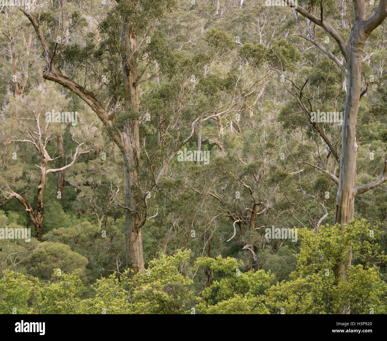 Karri (Eucalyptus Diversicolor). Stockfoto