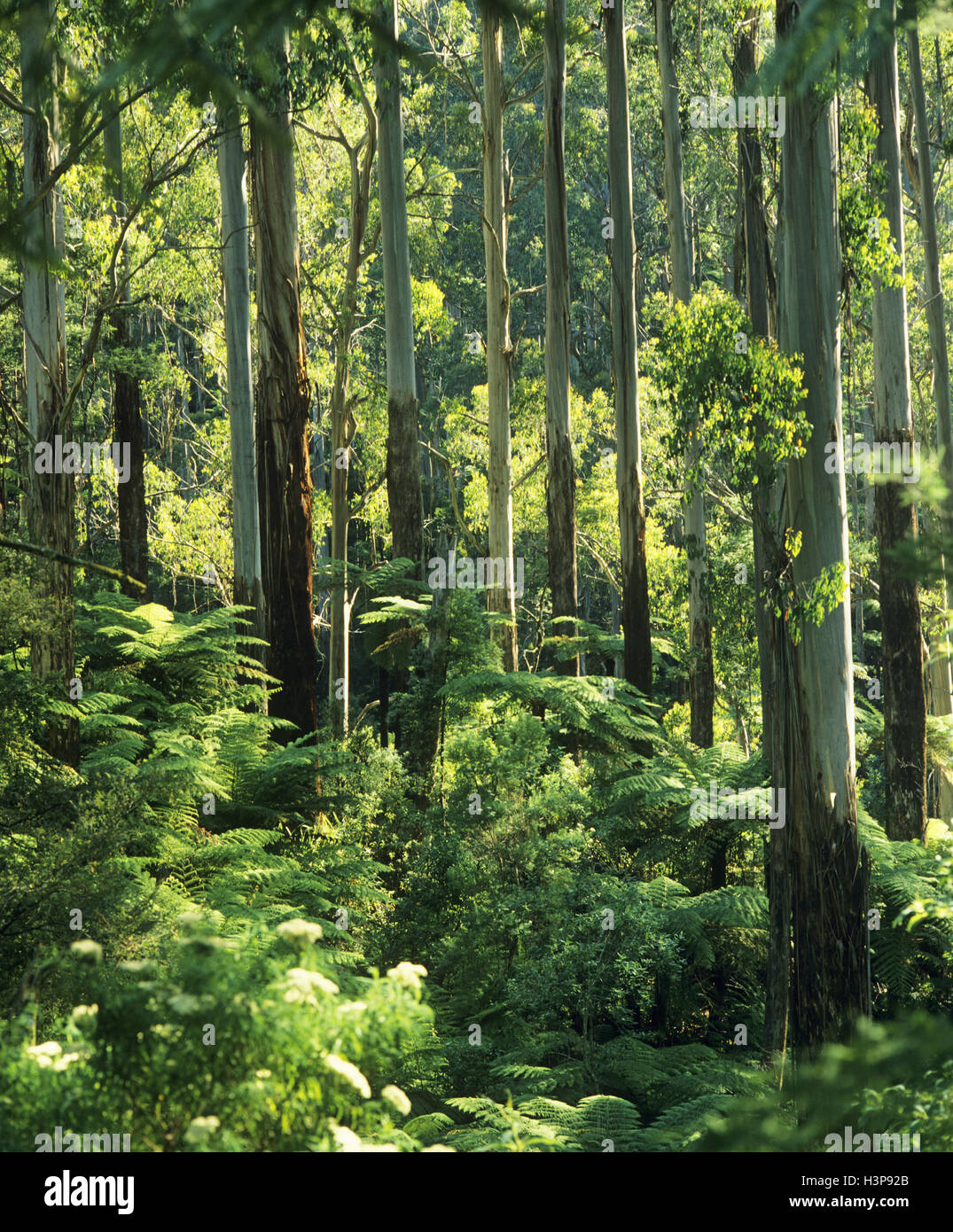 Eberesche (Eukalyptus Regnans) Stockfoto