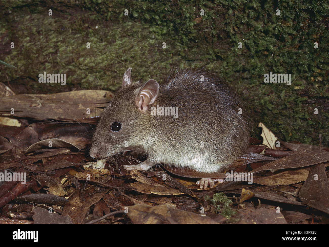 Bush-Ratte (Rattus Fuscipes) Stockfoto