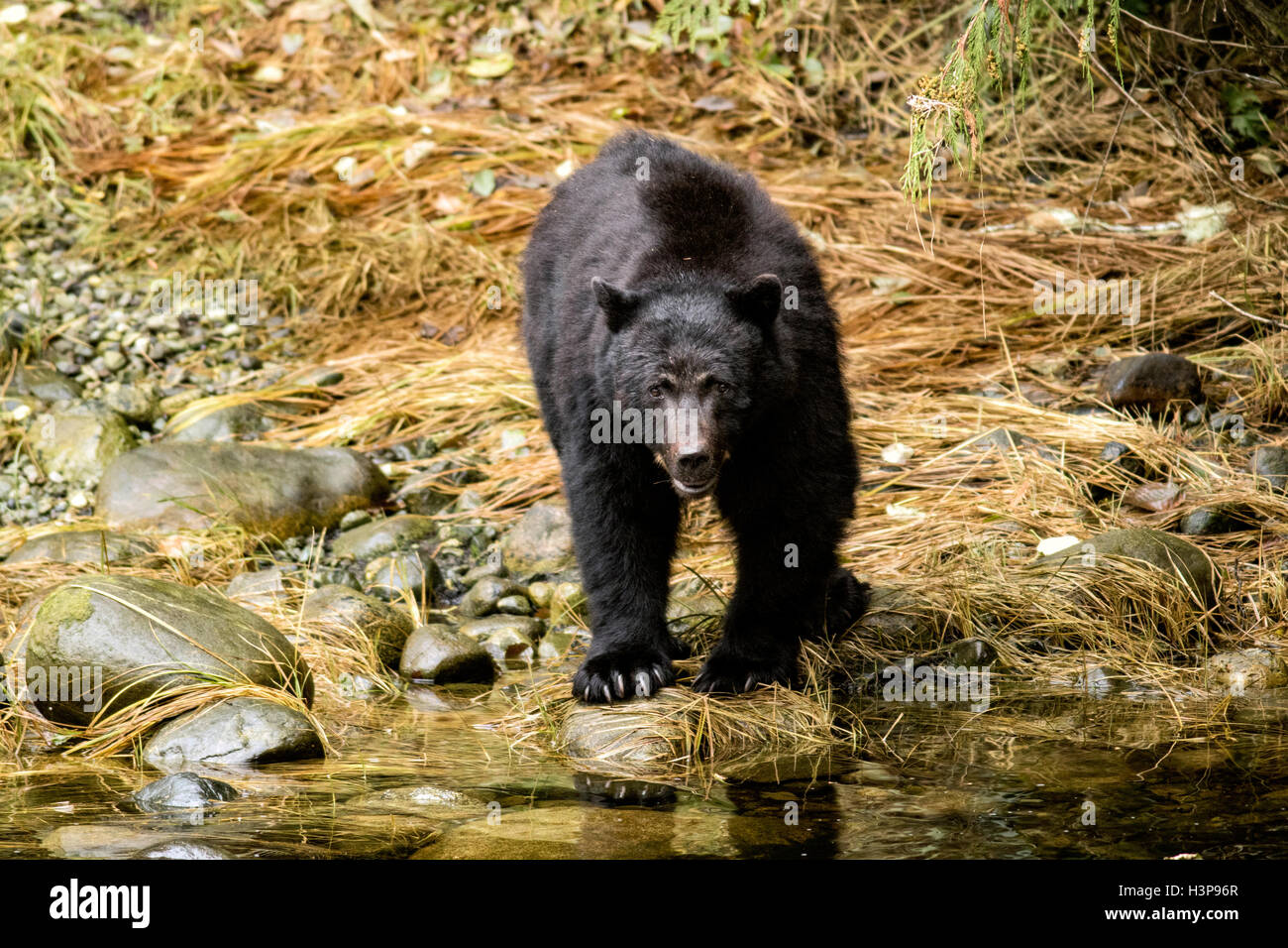 Amerikanischer schwarzer Bär (Ursus Americanus) - Thornton Creek Hatchery, Ucluelet, Vancouver Island, British Columbia, Kanada Stockfoto