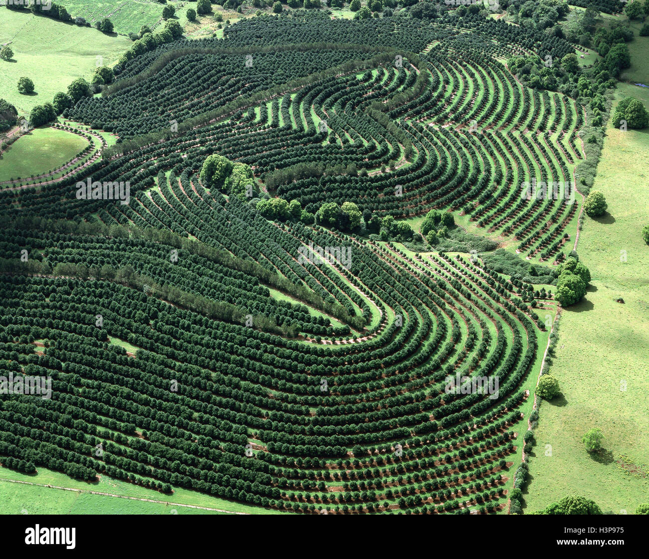 Macadamia Plantage Stockfoto