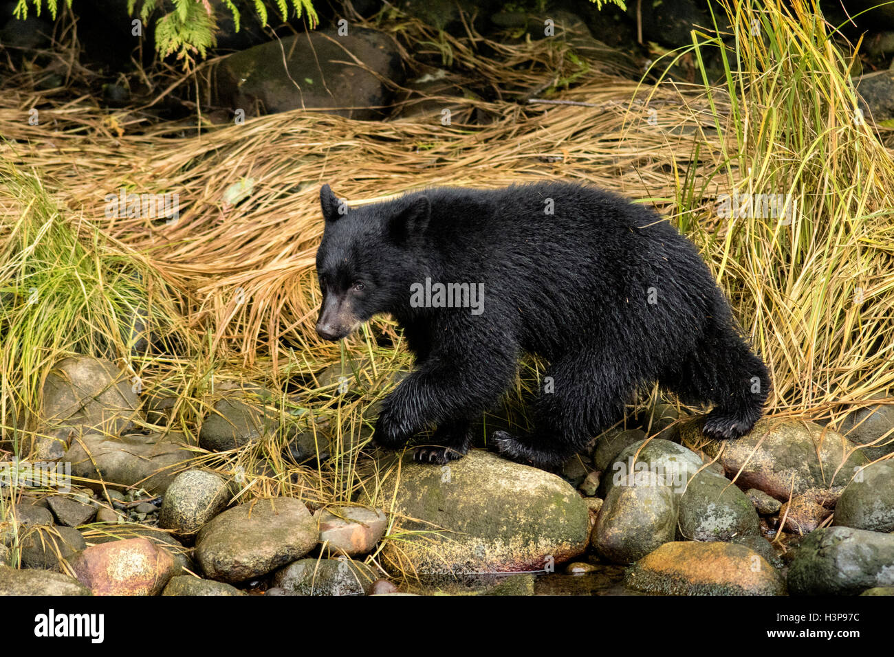 Amerikanischer schwarzer Bär (Ursus Americanus) - Thornton Creek Hatchery, Ucluelet, Vancouver Island, British Columbia, Kanada Stockfoto