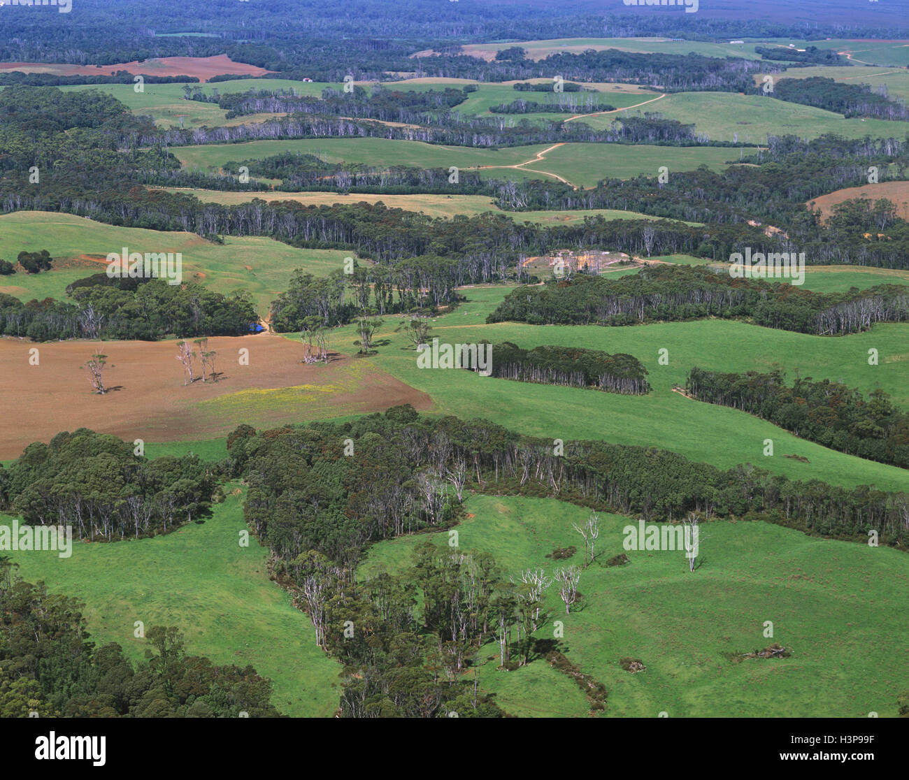 Ackerland und native Eukalyptus Wald Stockfoto