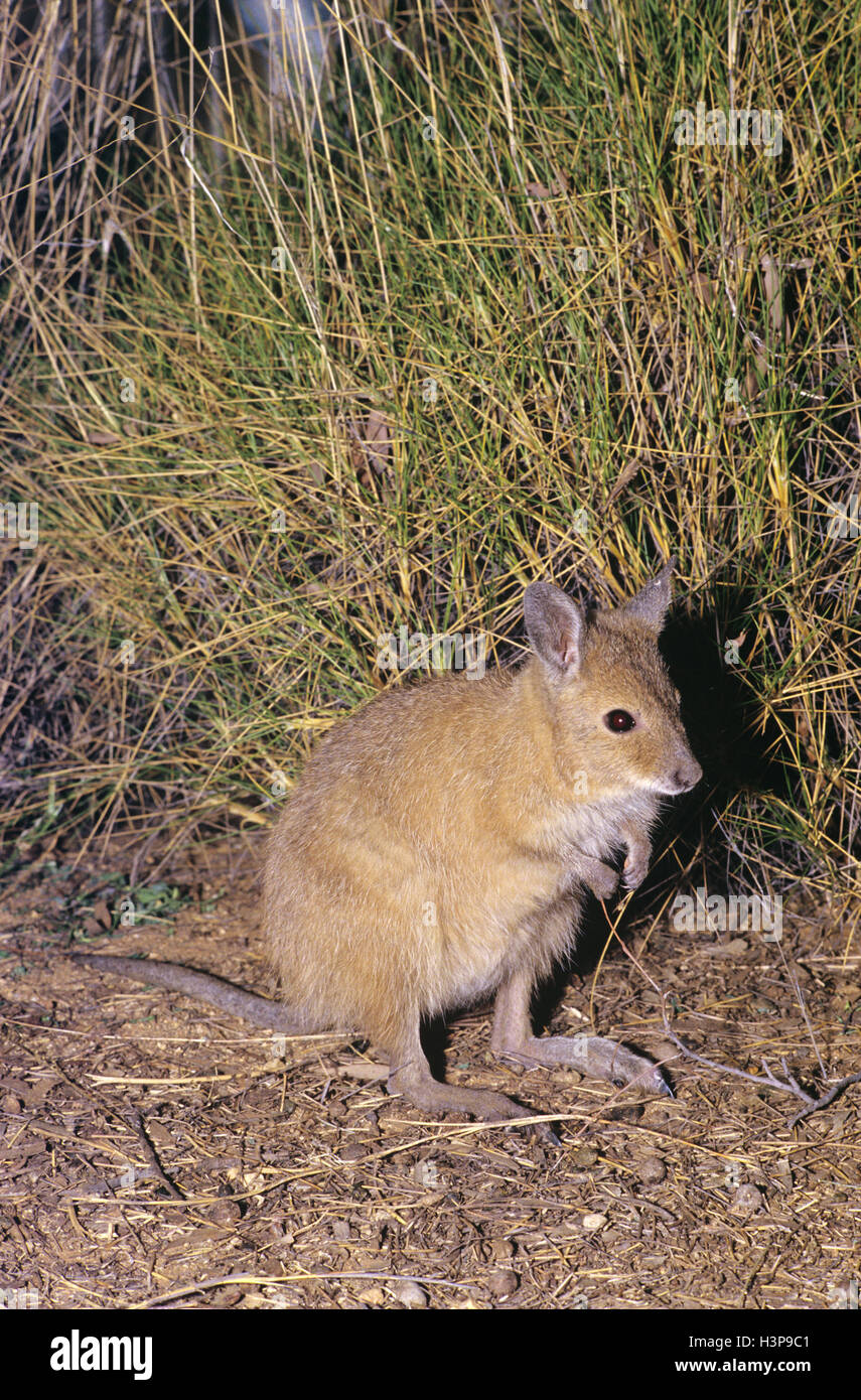 Rufous Bettong (Aepyprymnus saniert) Stockfoto