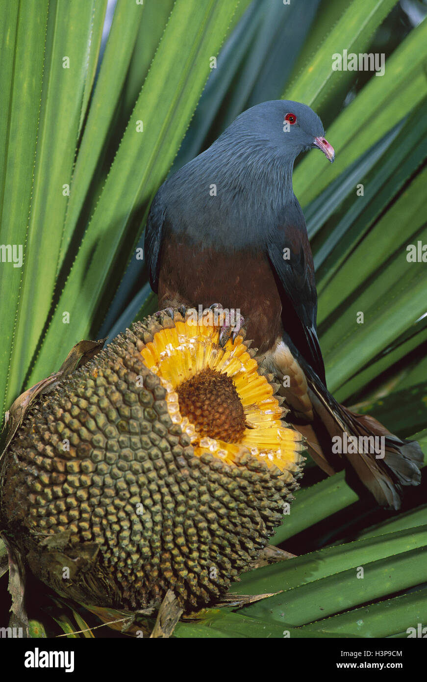 Neue Caledonian Imperial-Taube (Ducula Goliath) Stockfoto