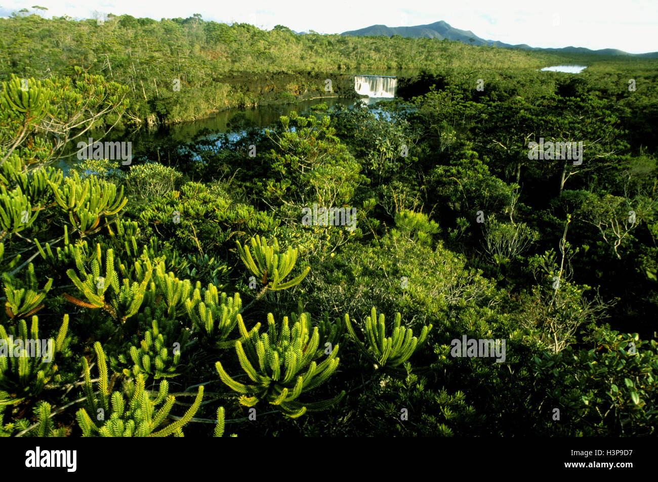 La Madeleine fällt botanischen Reservat mit einer endemischen Kiefer (Neocallitropsis Pancheri) Stockfoto