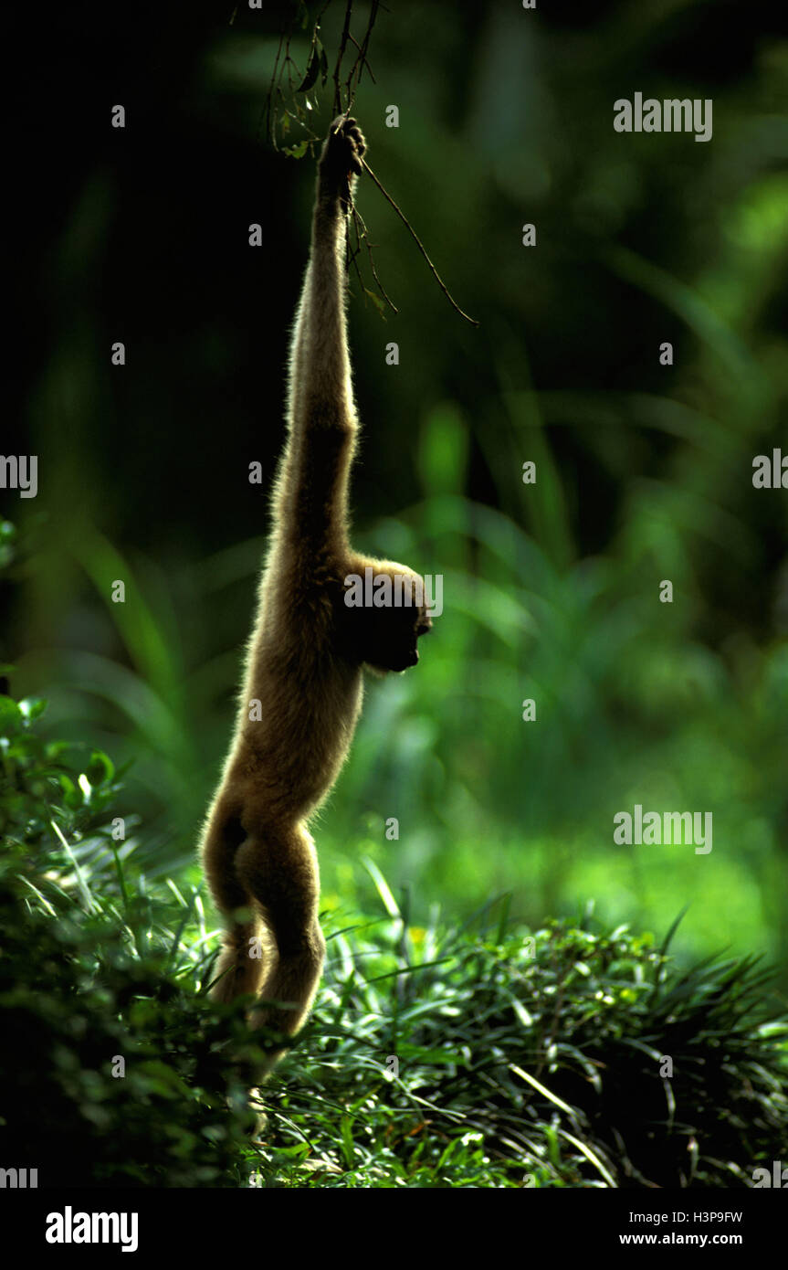 Agile Gibbon (Hylobates Agilis) Stockfoto