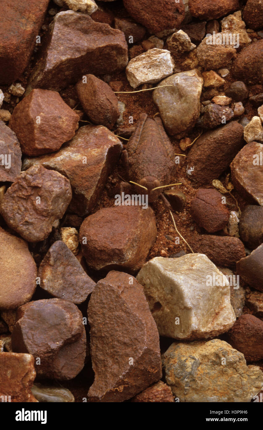 Gemeinsame Toadhopper (Buforania Crassa) Stockfoto
