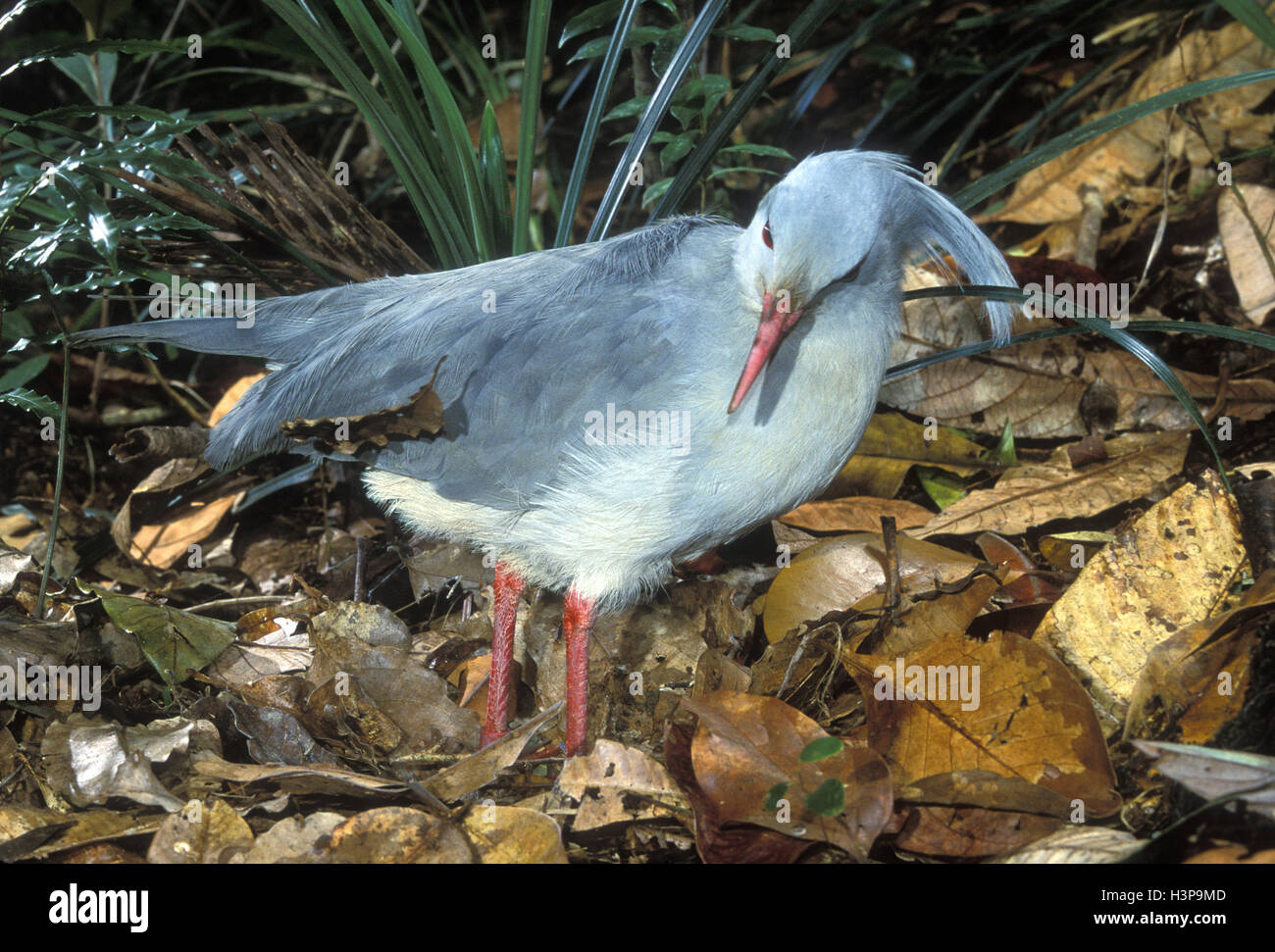 Kagus (Rhynochetos Jubatus) Stockfoto