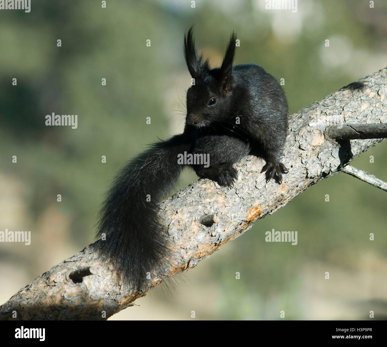 Abert das Eichhörnchen Sciurus Aberti ferreus Stockfoto