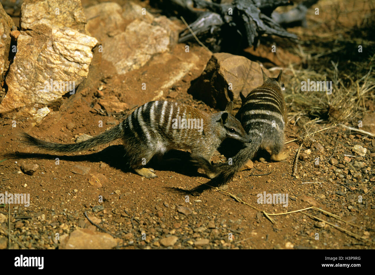 Numbat (Myrmecobius Fasciatus) Stockfoto