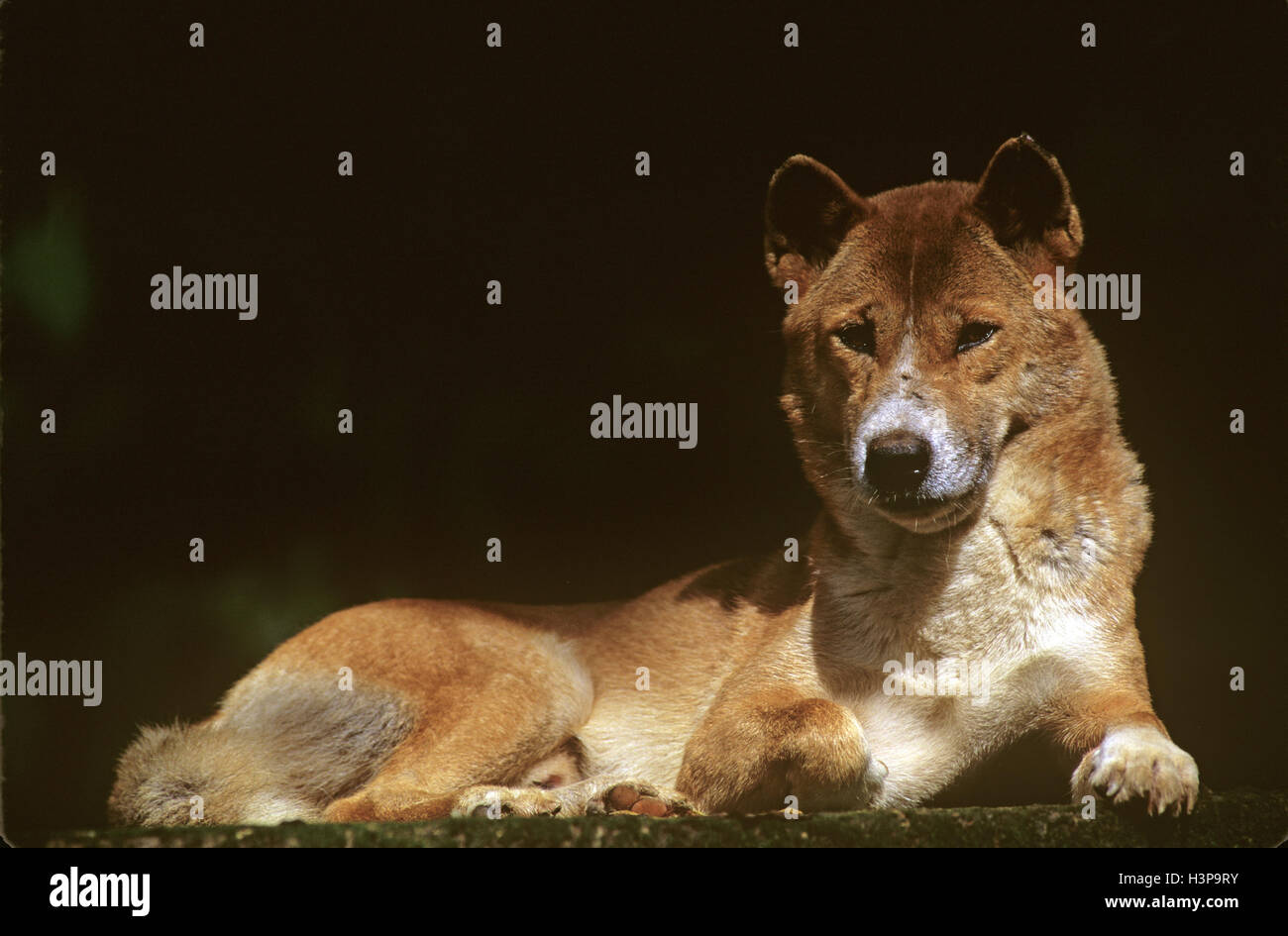 Dingo (Canis Dingo) Stockfoto