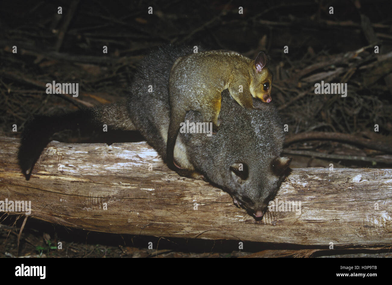 Gemeinsamen Possum Fuchskusu (Trichosurus Vulpecula) Stockfoto