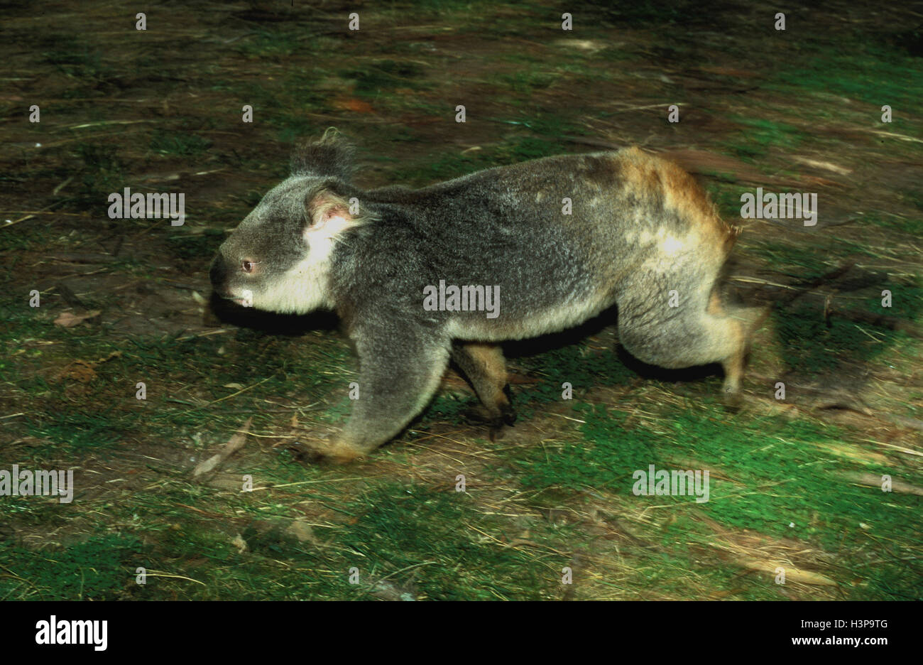 Koala (Phascolarctos Cinereus) Stockfoto