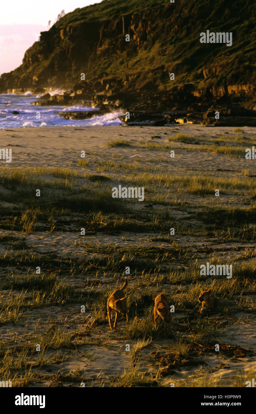 Dingo (Canis Dingo) Stockfoto