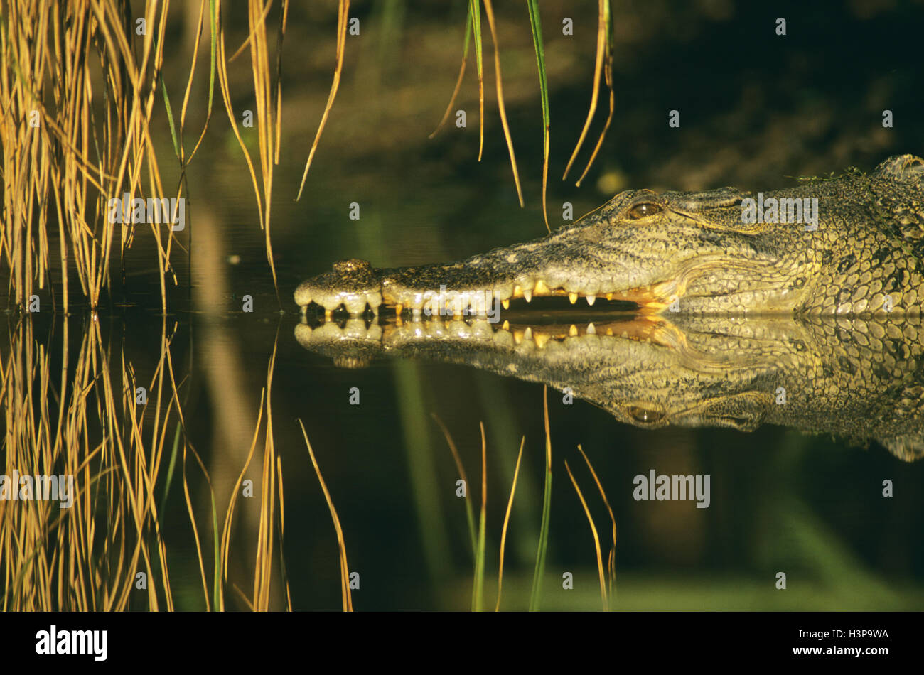 Leistenkrokodil (Crocodylus Porosus) Stockfoto