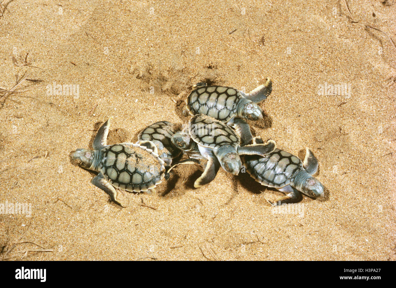 Flachbauweise, H x B: Schildkröte (Natator Depressus), hatchlings aus graben. Stockfoto