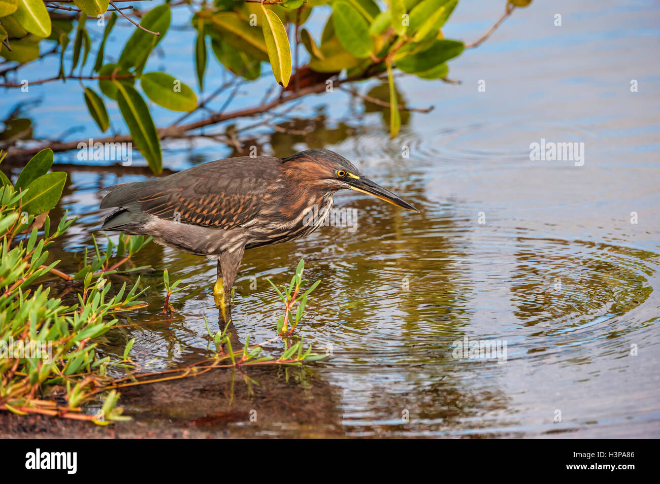 Gekerbten Reiher (Butorides Striata), Galapagos, Ecuador Stockfoto