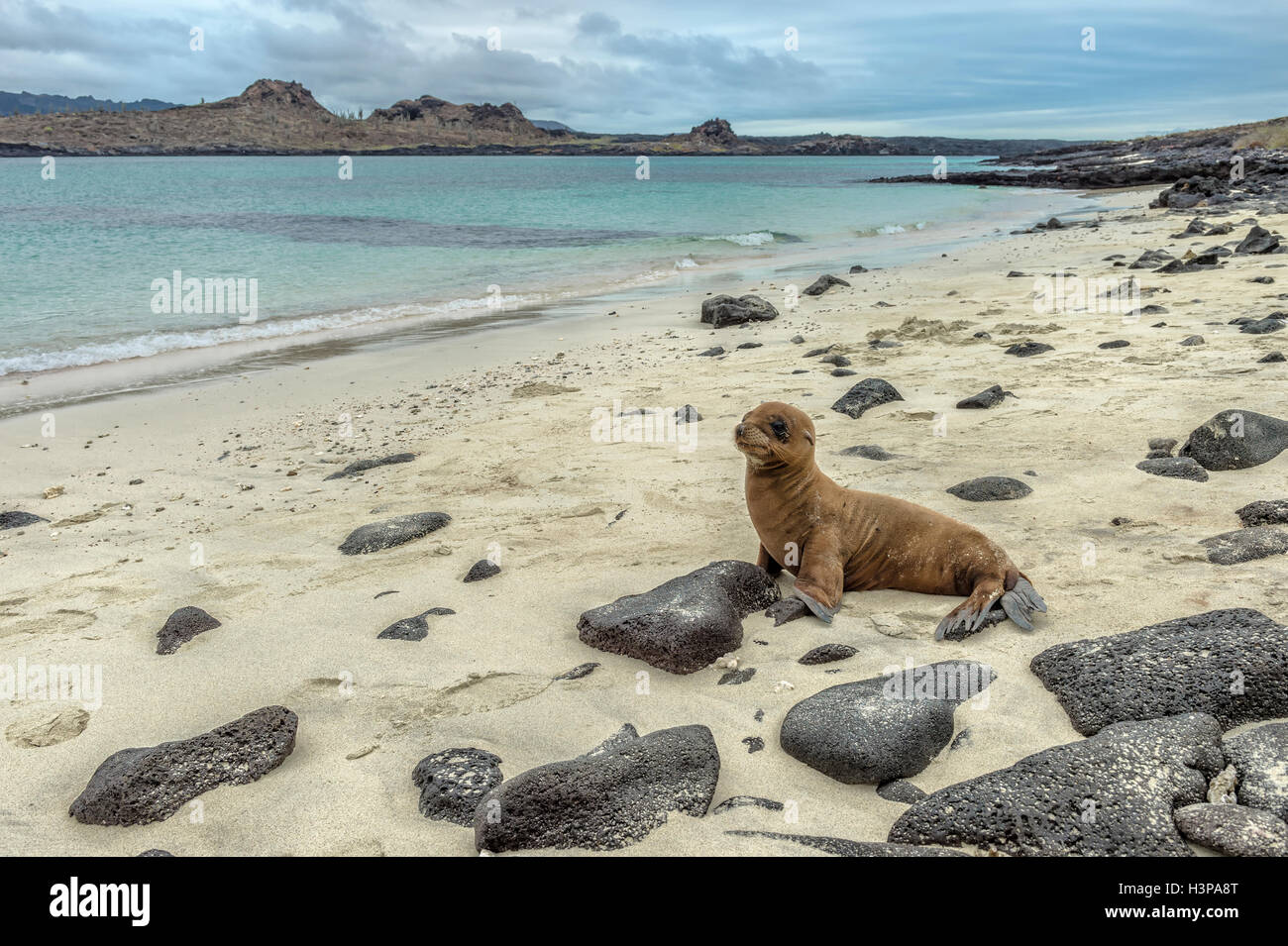 Pup Galapagos-Seelöwe (Zalophus Californianus Wollebaeki), Galapagos-Inseln, Stockfoto