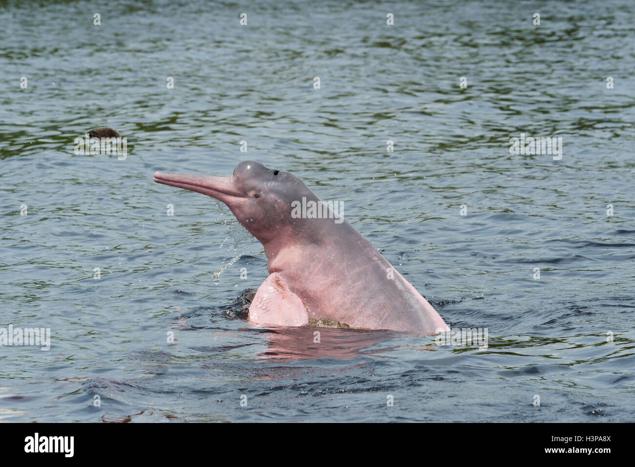Jagd Amazon Fluss Dolphin Oder Pink Amazon Dolphin Inia Geoffrensis  Stockfotos und -bilder Kaufen - Alamy