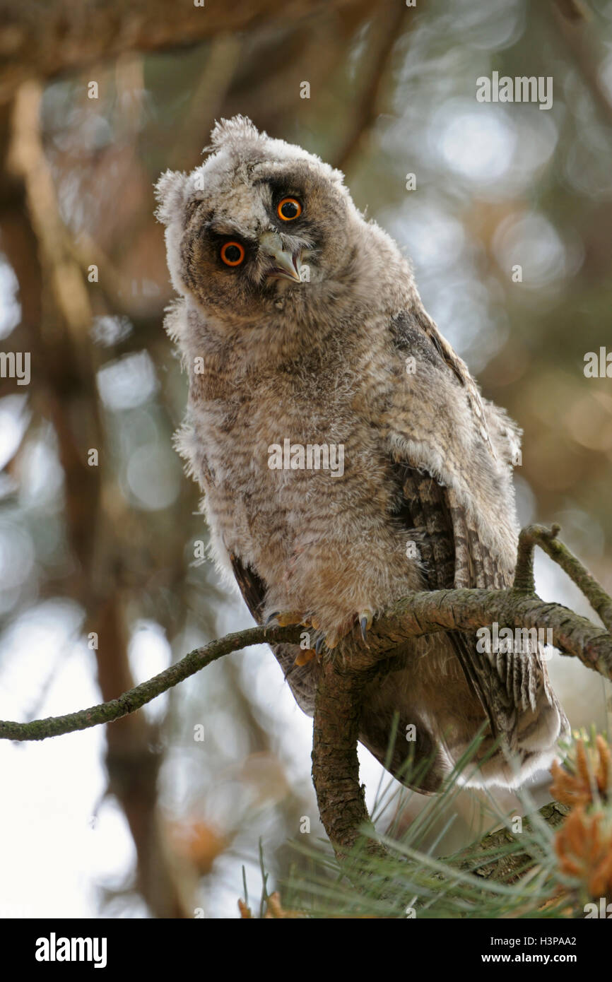 Langohrige Eulen / Waldohreule ( Asio otus ), die Jungvögel mammeln, in einer Kiefer sitzen, sich hinunterhalten, lustig, komisch, wild, Europa. Stockfoto