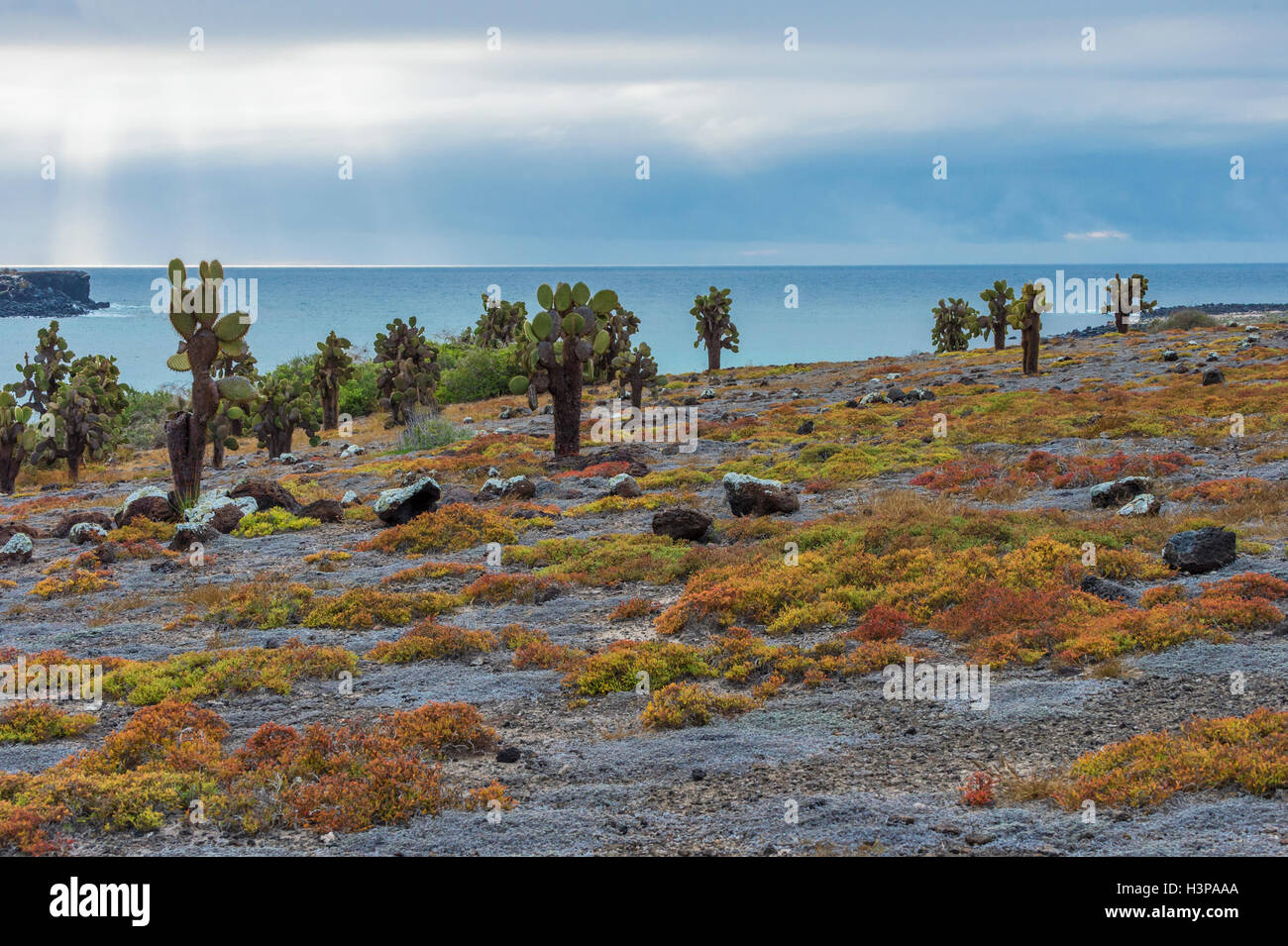 Riesige Kakteen, South Plaza Island, Galapagos, Ecuador, UNESCO-Weltkulturerbe Stockfoto