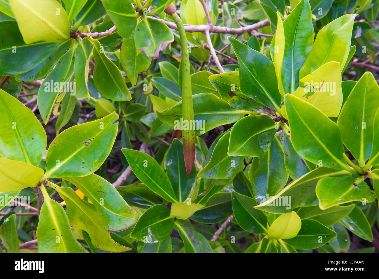 Rote Mangroven (Rhizophora Mangle), Genovesa Island, Galapagos, Ecuador Stockfoto