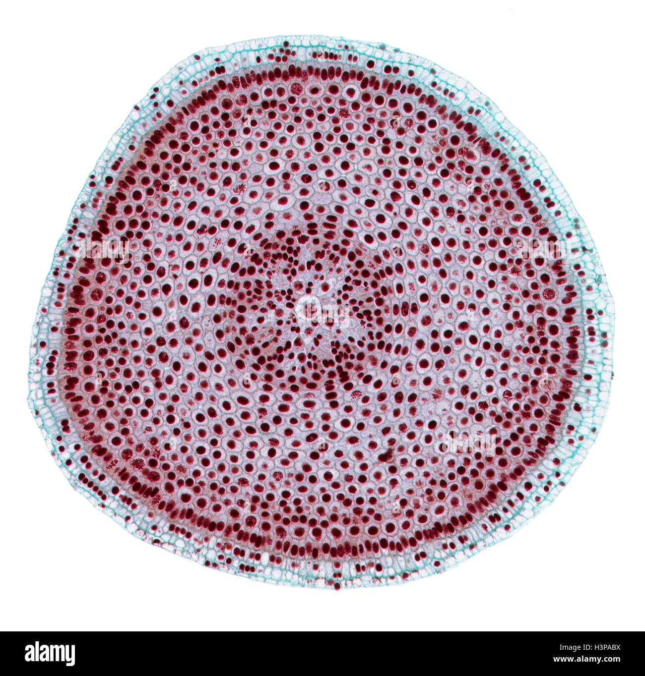 Mitose. Leichte Schliffbild (LM) der ein Querschnitt der Zwiebel (Allium Cepa) Wurzelspitze zeigen Zellen in Mitose (nuclear Division). Vergrößerung: X100 wenn bei 10 cm breite gedruckt. Stockfoto