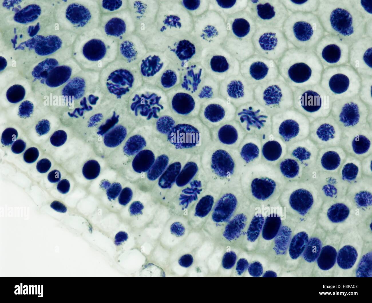 Mitose. Leichte Schliffbild der Wurzelspitze der Zwiebel (Allium Cepa) Zellen in Mitose (nuclear Division). Vergrößerung: X600 wenn bei 10 cm breite gedruckt. Stockfoto