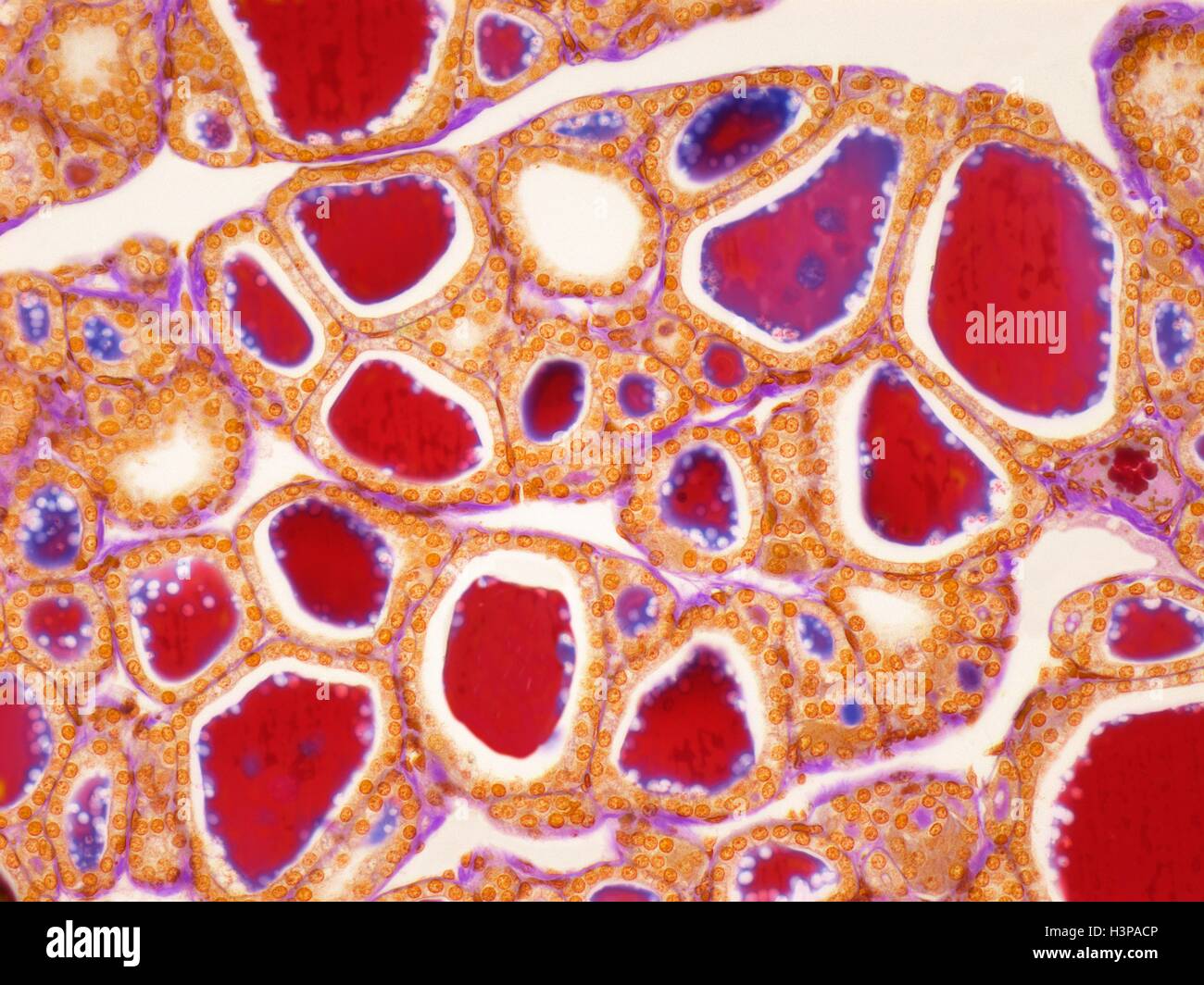 Schilddrüse. Leichte Schliffbild (LM) der Schilddrüse zeigt die Follikel. Die Follikel sind von einer einzigen Schicht ausgekleidet. Stockfoto