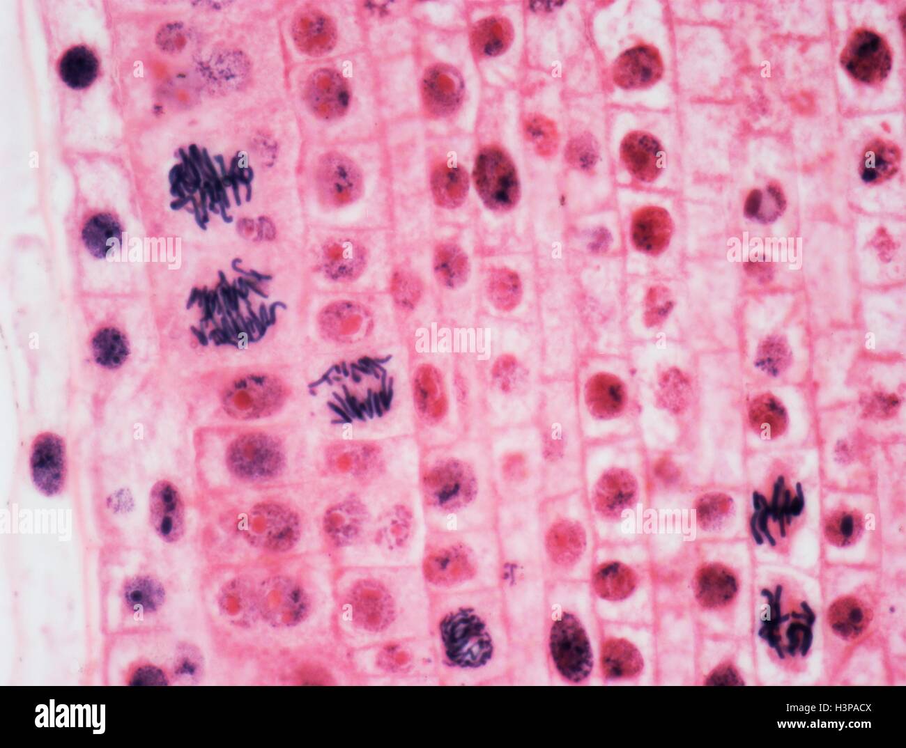 Mitose. Leichte Schliffbild der Wurzelspitze der Zwiebel (Allium Cepa) Zellen in Mitose (nuclear Division). Vergrößerung: X600 wenn bei 10 cm breite gedruckt. Stockfoto