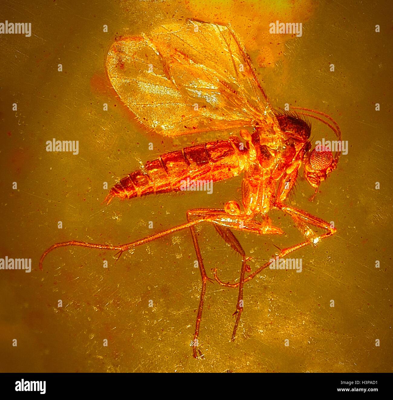Insekt In Bernstein Stockfotos und -bilder Kaufen - Alamy