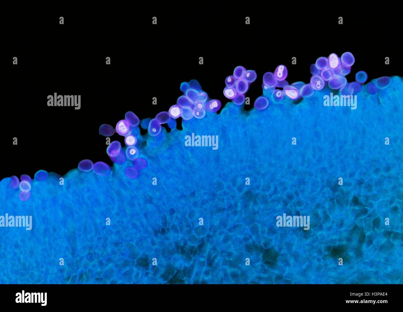 Pilz Kiemen. Hochleistungs-leichte Schliffbild (LM) eines Abschnitts durch die Kiemen von einem Pilz, Agaricus SP. (ehemals Psalliota sp.). Die hymenial Schicht, oder Fruchtschicht, produziert die sporentragende Strukturen bekannt als Basidien (blau). Viele Sporen (Forstwirtschafter) sind an der Oberfläche dieser Schicht (lila) sichtbar. Stockfoto