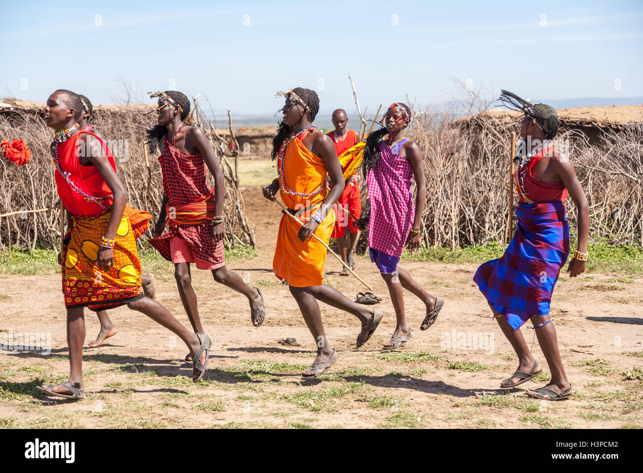 MASAI MARA, Kenia, Afrika-FEB 12 Masai Krieger tanzen traditionelle Sprünge als kulturellen Zeremonie, Überprüfung des täglichen Lebens der Menschen vor Ort, in der Nähe von Masai Mara National Park Reserve, 12. Februar 2010 Stockfoto