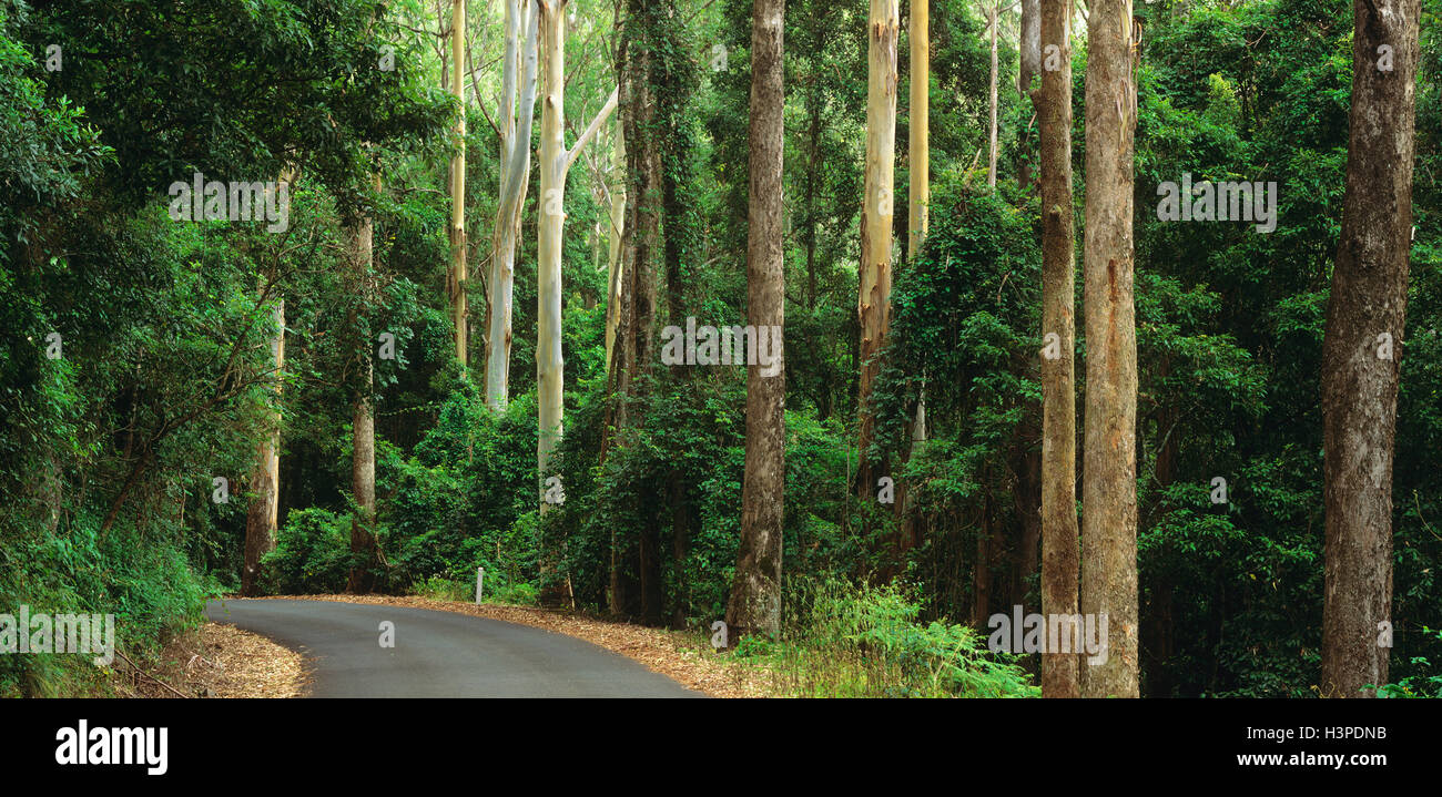 Befestigte Straße schlängelt sich durch Eukalyptus-Wald Stockfoto