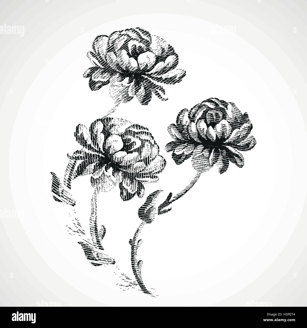 Handgezeichnete Blumenstrauß drei von Pfingstrosen, isoliert Jahrgang Hintergrund Vektor Illustration realistische Skizze Stock Vektor