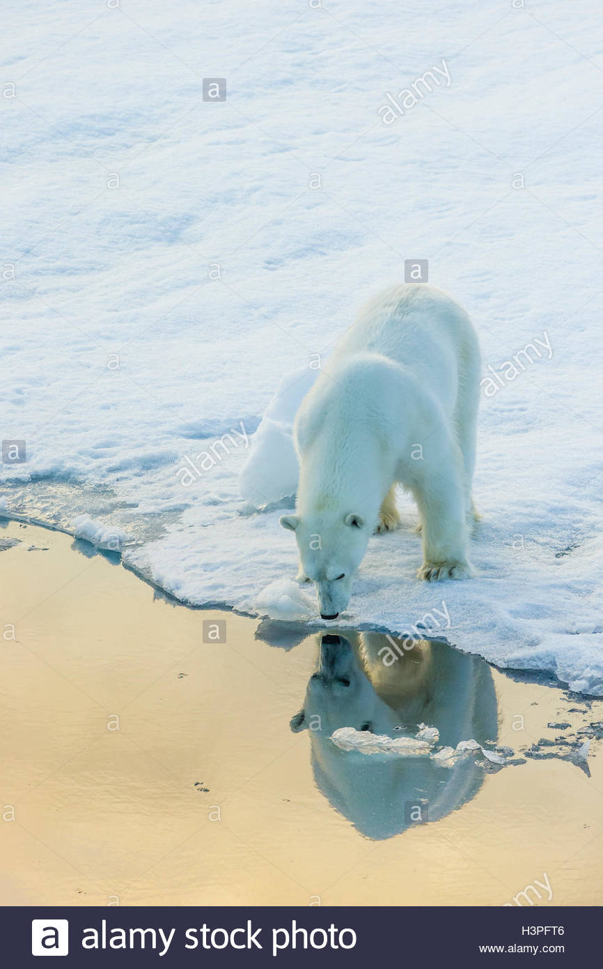 Selbstbild. Ein Eisbär sieht seine Spiegelung im Wasser des Meeres, von der Kante von einer Eisscholle. Stockfoto
