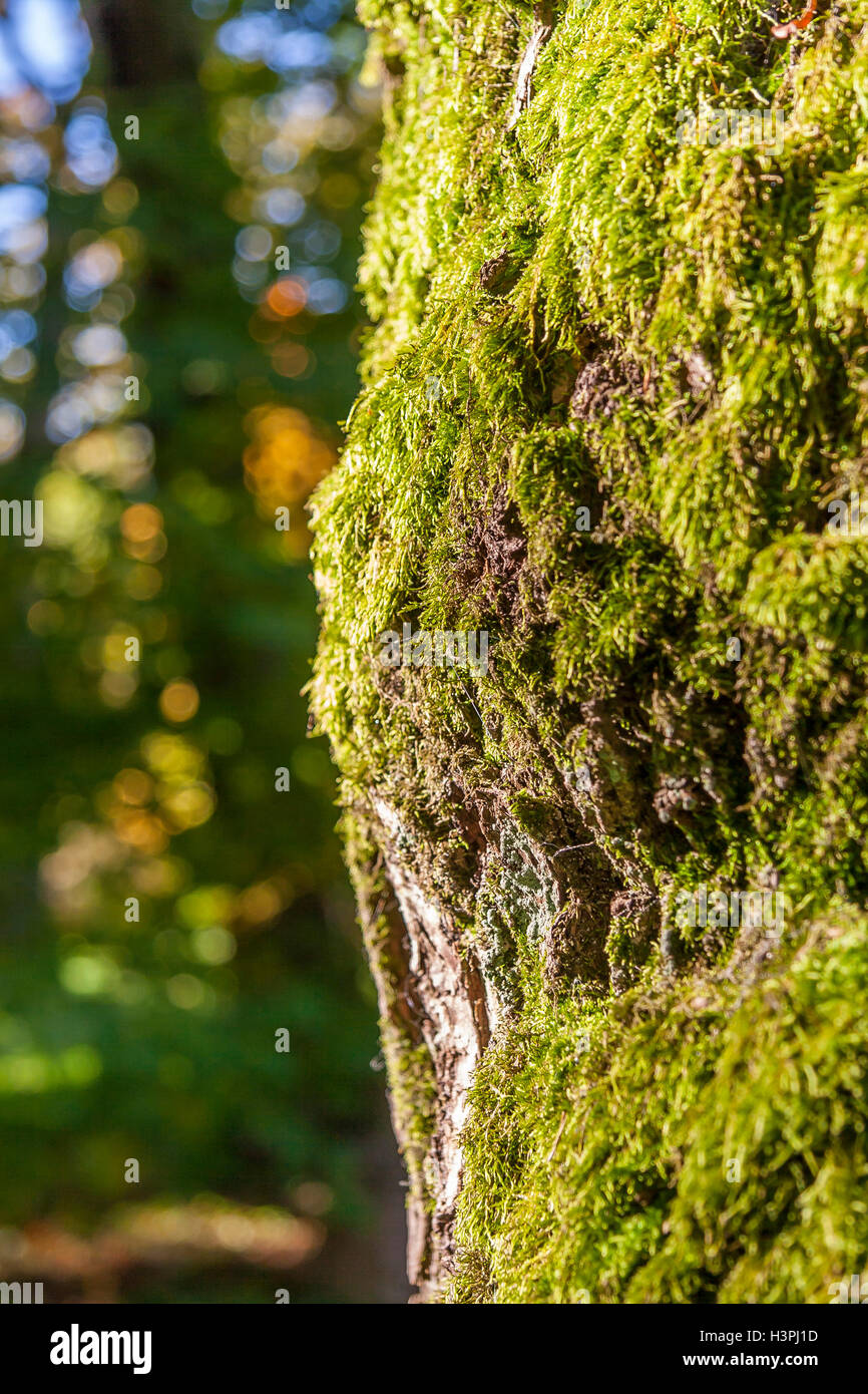 Moos auf den Herbst Baum Stockfoto