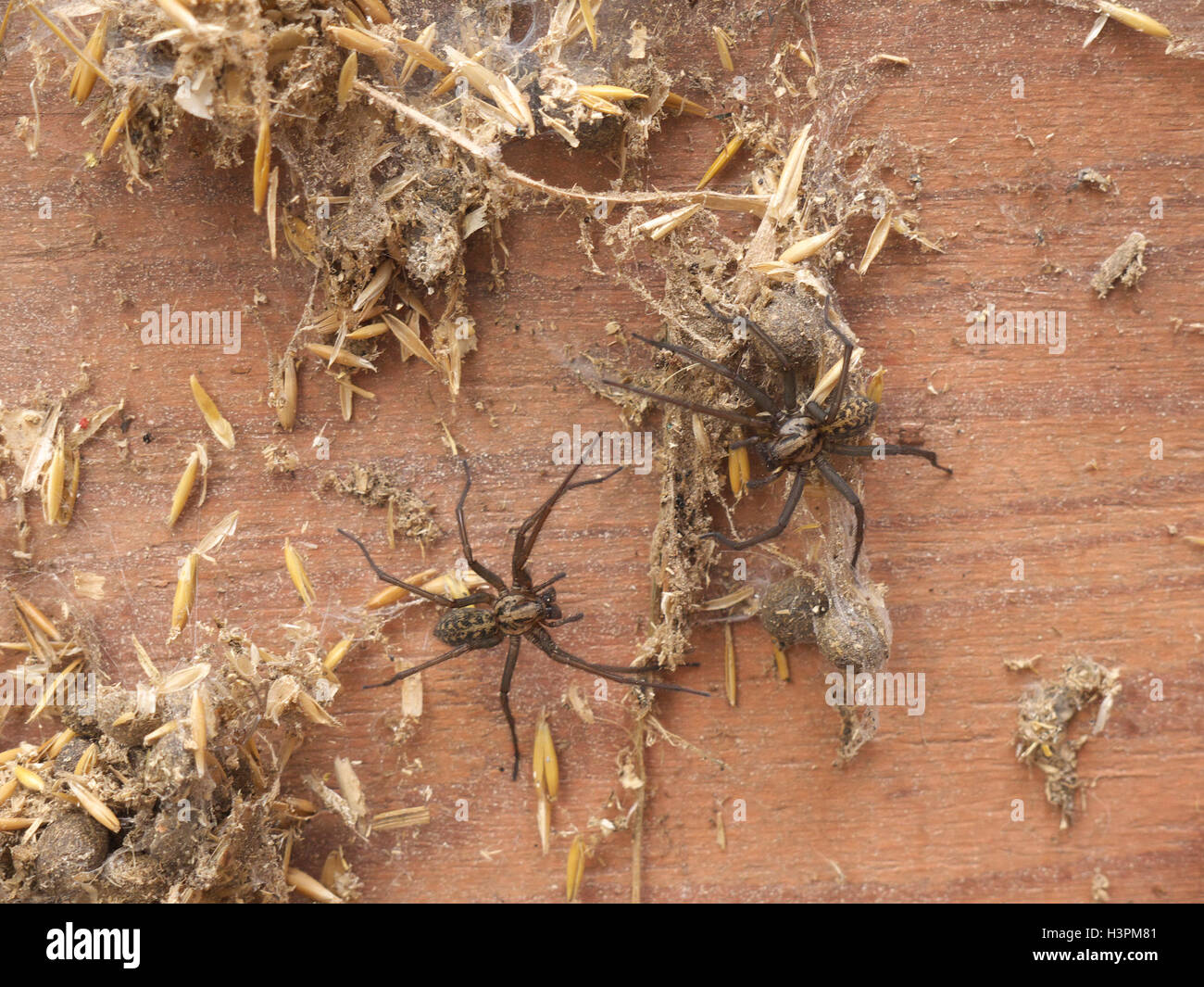 Zwei gemeinsame Haus Spinnen (Eratigena Atrica formal Tegenaria Gigantea) zu kämpfen Stockfoto